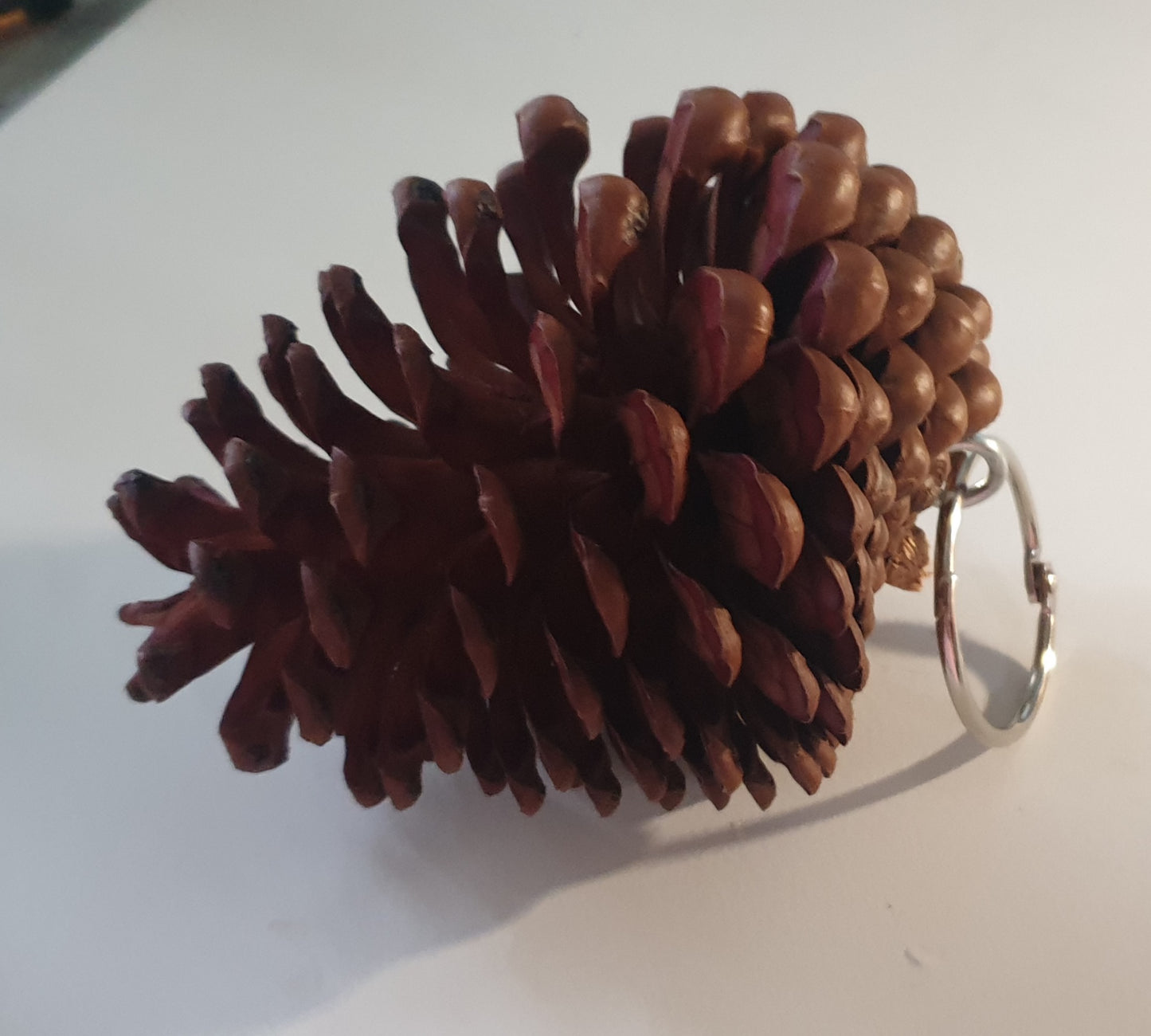 Large Pine Cones | Excellent Chew for Chins!