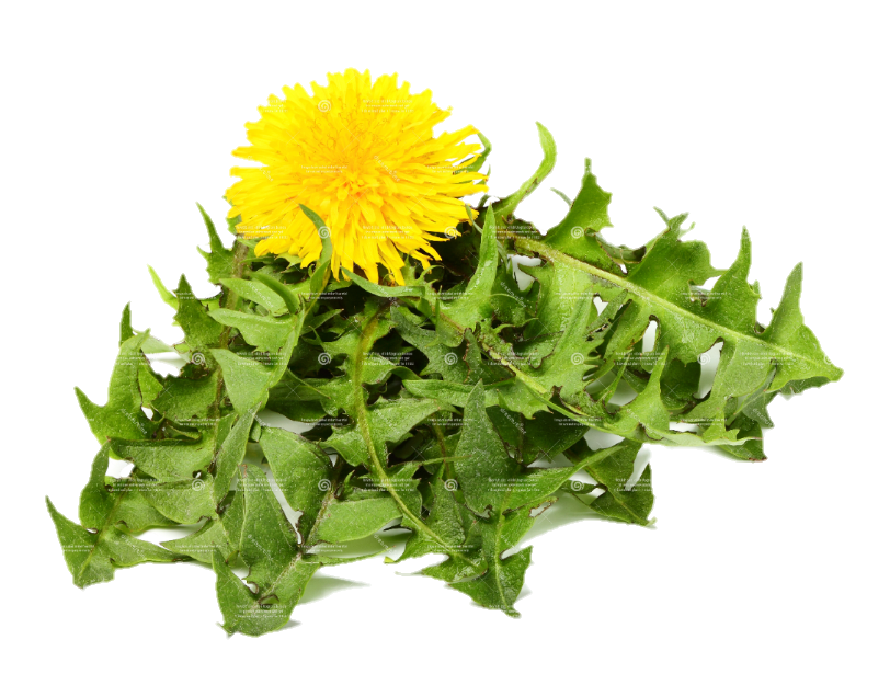 Organic Dandelion Leaf | Healthy Treat for Chins