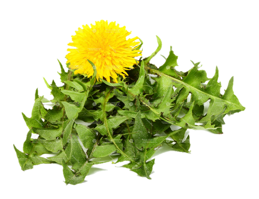 Organic Dandelion Leaves | Healthy Treat for Chins