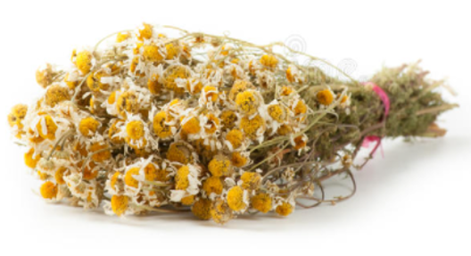 Organic Chamomile Flowers | Tasty Treat for Chins