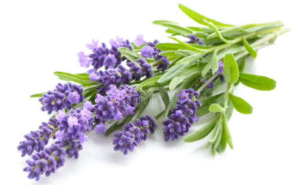 Organic Lavender Flowers for Chinchillas