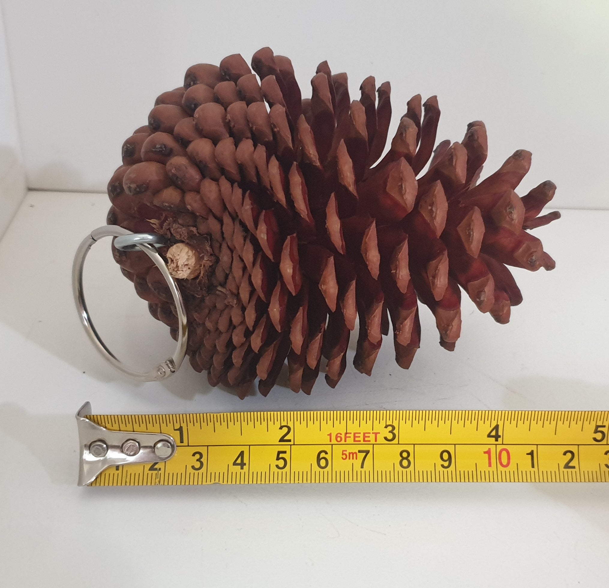 Large Pine Cones Excellent Chew for Chins! The Three Little Floofs