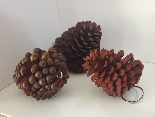 Large Pine Cones | Excellent Chew for Chins!