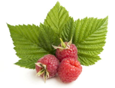 Organic Raspberry Leaf